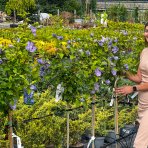 Ibištek sýrsky (Hibiscus Syriacus) ´BLUE CHIFFON´® - výška 130-160 cm, kont. C5L - NA KMIENKU